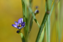 Protosmia rubifloris