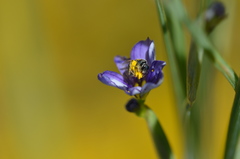 Protosmia rubifloris