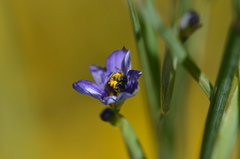 Protosmia rubifloris
