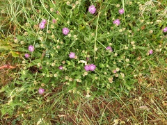 Centaurea pullata