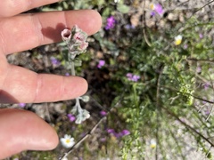 Cynoglossum columnae