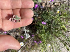 Cynoglossum columnae
