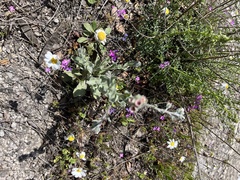 Cynoglossum columnae