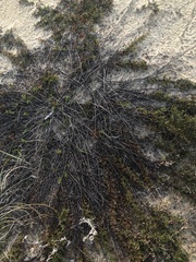 Baccharis linearifolia