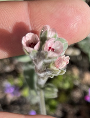 Cynoglossum columnae