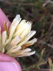 Castilleja chromosa