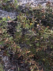 Baccharis linearifolia