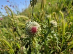 Carduus uncinatus