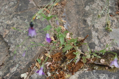 Campanula lusitanica