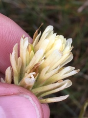 Castilleja chromosa