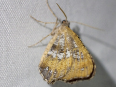 Dissomorphia australiaria