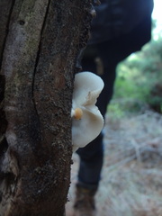 Crepidotus brunswickianus