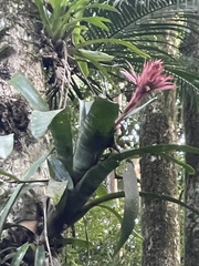 Aechmea fasciata