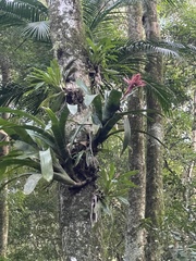 Aechmea fasciata