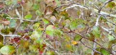 Nothofagus × apiculata