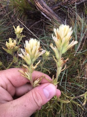Castilleja chromosa