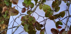 Nothofagus × apiculata