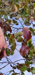 Nothofagus × apiculata