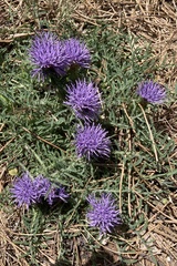 Carthamus mitissimus