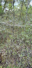 Nothofagus × apiculata