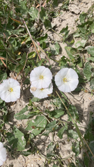 Convolvulus arvensis