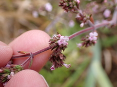 Micromeria ericifolia image