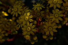 Aeonium spathulatum image