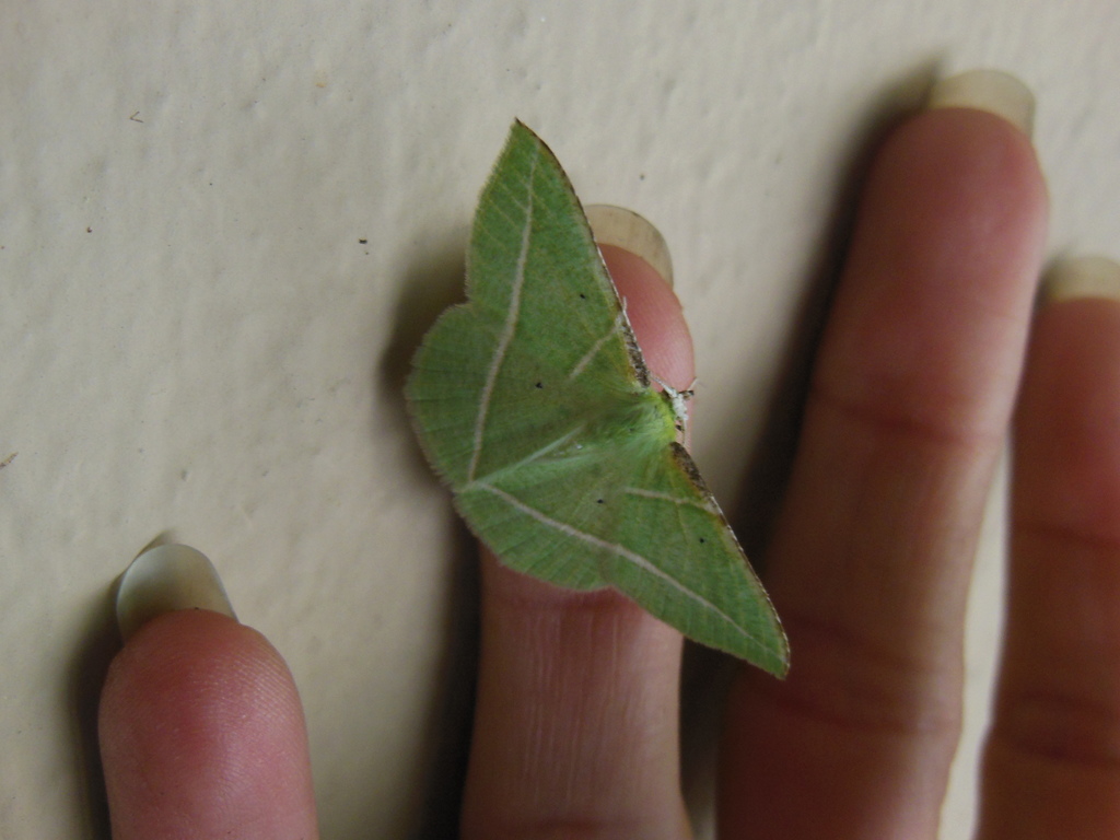 Dichorda illustraria