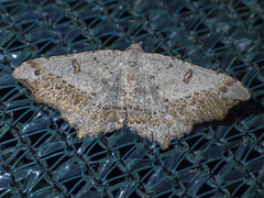 Dissomorphia australiaria