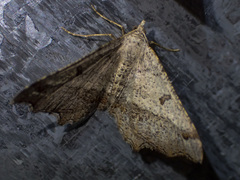 Dissomorphia australiaria