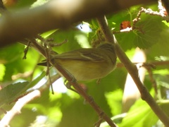 Vireo bellii