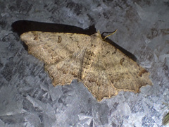 Dissomorphia australiaria