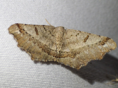 Dissomorphia australiaria