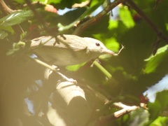 Vireo bellii