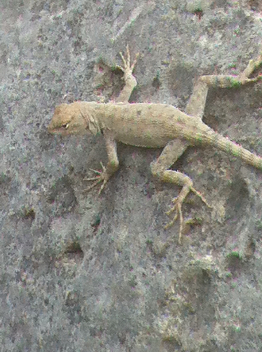 Canyon Lizard