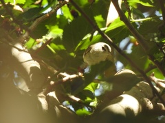 Vireo bellii