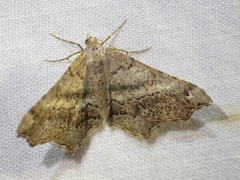 Dissomorphia australiaria