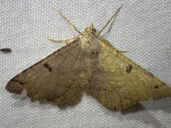 Dissomorphia australiaria