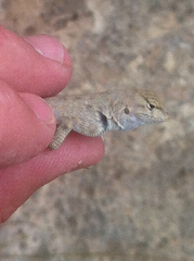Sceloporus merriami merriami