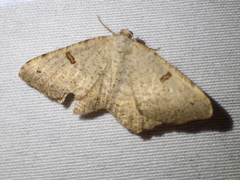 Dissomorphia australiaria