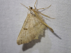 Dissomorphia australiaria