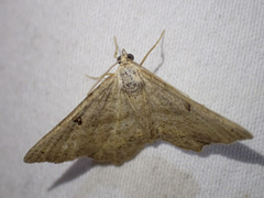 Dissomorphia australiaria