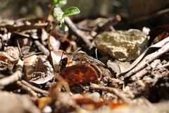 Pholidoscelis polops