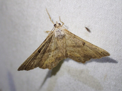 Dissomorphia australiaria