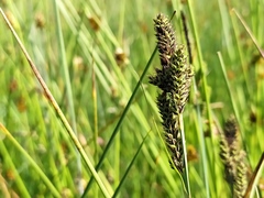 Carex hartmanii