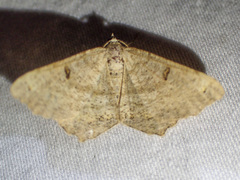 Dissomorphia australiaria