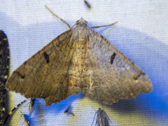 Dissomorphia australiaria