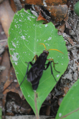 Gnamptopelta obsidianator