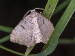 Dissomorphia australiaria