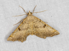 Dissomorphia australiaria